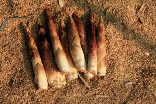 春笋最为鲜嫩味美,在李商隐笔下就有 "嫩箨香苞初出林,於陵论价重