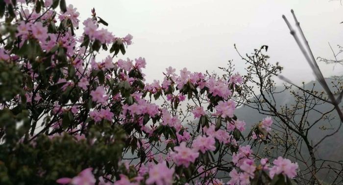 我們在花雨下揮舞著鋤頭櫻花與杜鵑交相輝映,互相爭豔剛好可以趕上